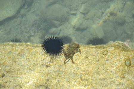 螃蟹和海胆之战照片