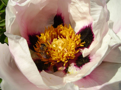 牡丹花中的牡丹特写。 粉红色牡丹花生长在花园的花背景中。 春天的花朵