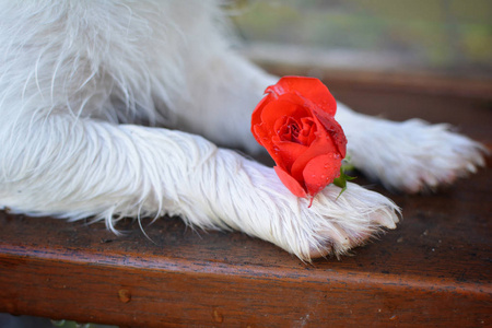 狗爪子在公园长椅上抓着一朵红玫瑰