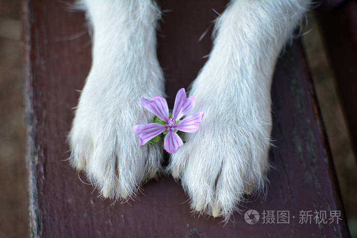 狗爪子在公园长椅上抱着一朵春紫色的花紧紧地