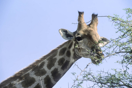 长颈鹿长颈鹿非洲纳米比亚奥希科托埃托沙国家公园
