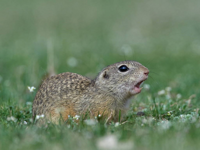 天然生境中的欧洲地松鼠雪铁龙嗜