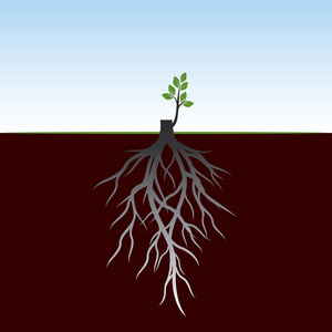 树根和发芽肢体. 植物的根. 概要说明.照片