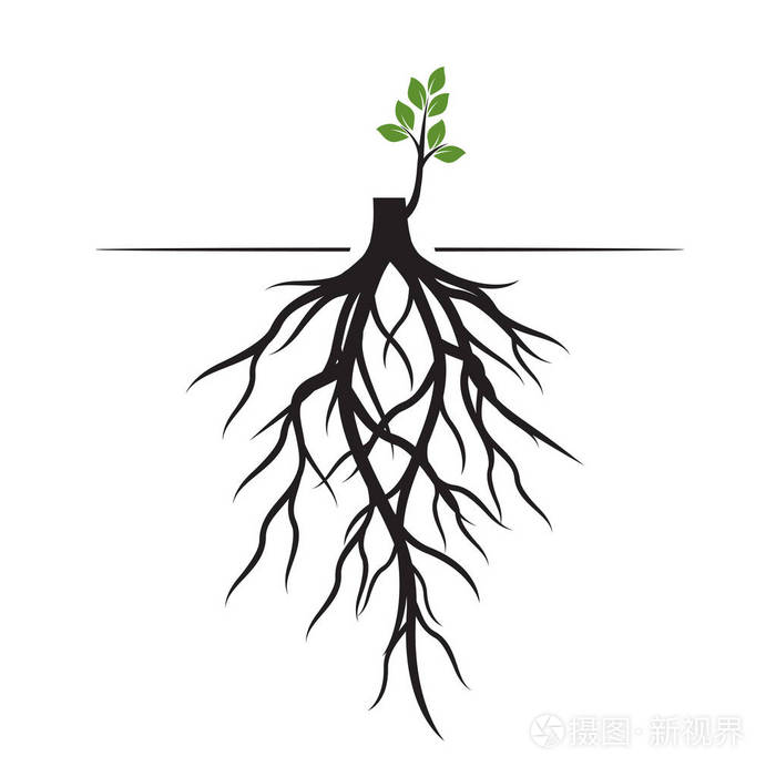 树根和发芽肢体植物的根概要说明