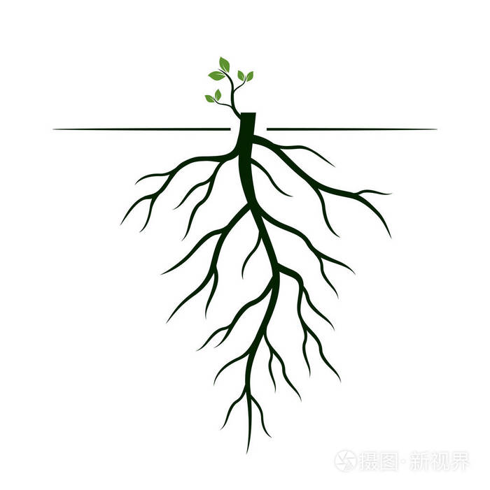 不同植物的根图片