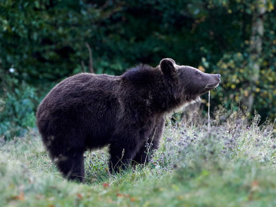 欧亚棕熊ursusarctosarctos又称欧洲棕熊