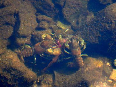 欧洲小龙虾阿斯塔克斯阿塔克斯也被称为高贵的小龙虾