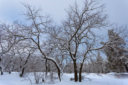 冬天的森林，在一棵白雪皑皑的橡树上，在森林的空地上