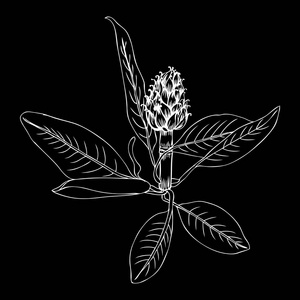 在砧板上的朝鲜蓟洋蓟手绘矢量草图分离在黑色背景上照片