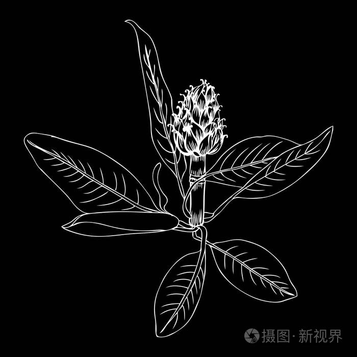 洋蓟手绘矢量草图分离在黑色背景上