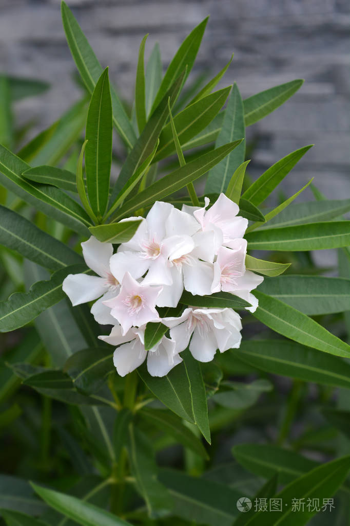 带竹的花卉图片名字图片