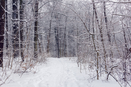 白雪皑皑的森林里长满了白雪，中间有一条小径