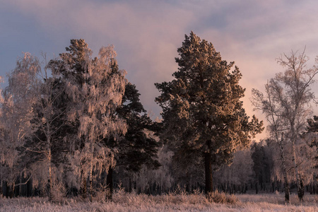 霜冻覆盖了树林边缘的树木