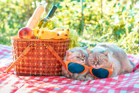 夏天的两只猫躺在野餐篮附近的毯子上