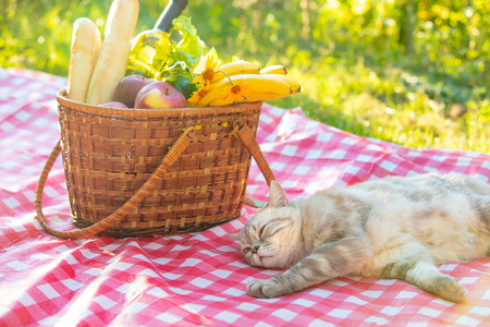 夏天，猫躺在野餐篮边的毯子上