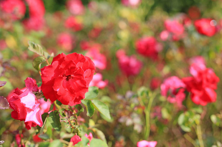 美丽的红玫瑰花在花园里。