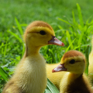 麝香鸭的小鸭子。 三天小鸭子在草坪上散步。