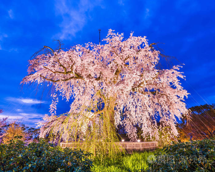 日本京都的丸山公园在春季樱花节期间