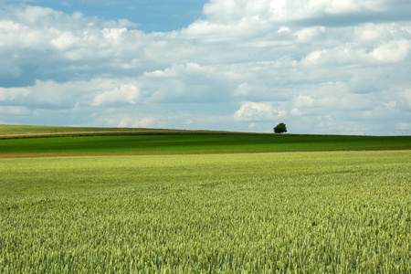 绿色的麦田寂寞的树和天空中的云