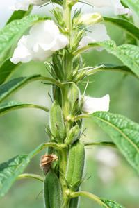 芝麻是热带和亚热带地区一年生的一种高大的草本植物，以其油质丰富的种子栽培