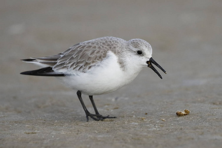在佛罗里达州墨西哥湾海滩觅食的非繁殖羽毛中的桑德林CalidrisAlba