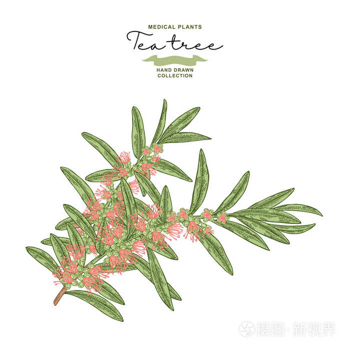手绘茶树树枝,花隔在白色背景上. 梅拉卢卡植物. 矢量植物插图.