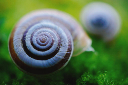 在大自然中，白色蜗牛栖息在绿色植物上