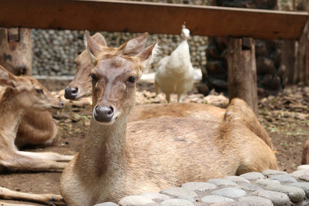 印度尼西亚巴厘岛动物园的DEERS。 近点