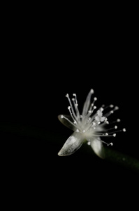 在黑色背景上分离的小白花幼芽