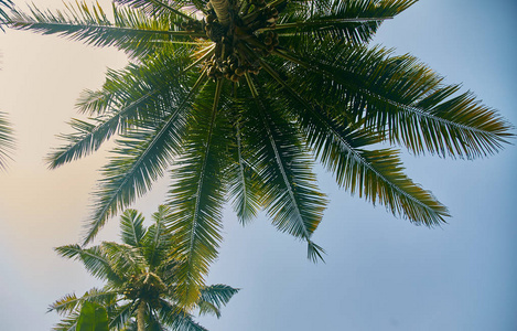 树顶。棕榈树仰望天空。特写。斯里兰卡