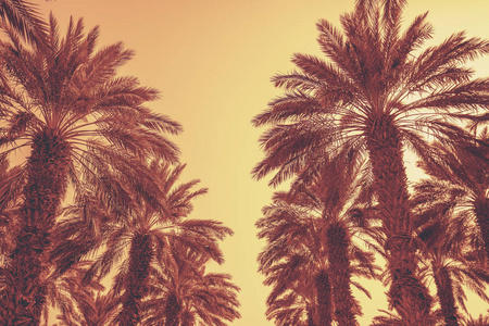 一排热带棕榈树对着夕阳的天空。高大棕榈树的剪影。热带黄昏景观