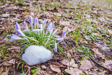 盛开的紫色雪花近在咫尺。春天来了