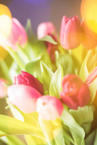 阳光下的郁金香花卉，春假和生日礼物风格的概念