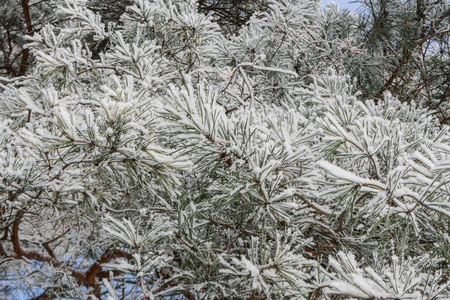 霜雪覆盖的松枝在寒冷的冬日