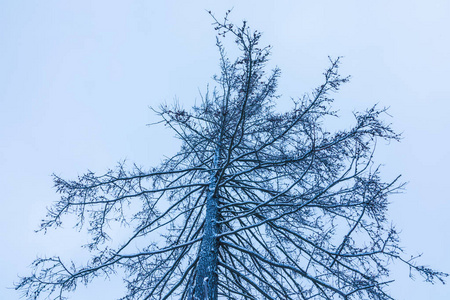 雪冰下苔藓或云杉树的枝条的质地，在多云的天空背景下发出嘶嘶声