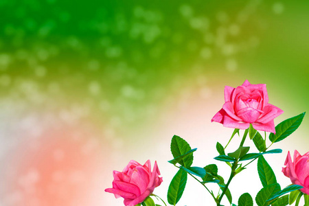 明亮的彩虹色的花玫瑰