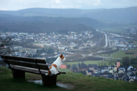 自然界中坐在长凳上的小狗。杰克罗素泰瑞尔在田野里