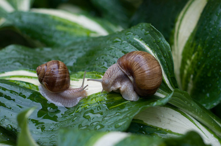 雨后花园里的蜗牛在绿叶上。