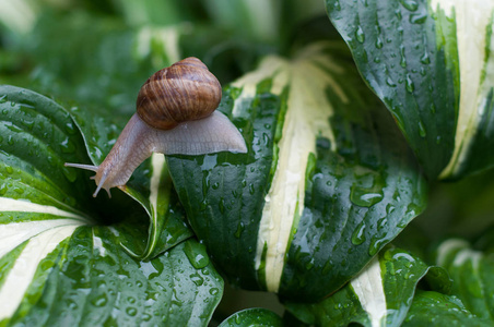 雨后蜗牛在花园里的绿叶上。