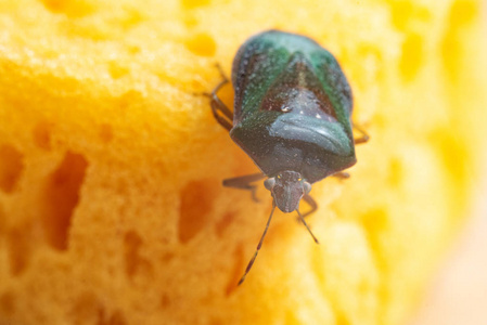 大绿色甲虫图片