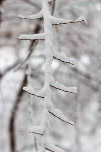 冬天里满是雪的树枝
