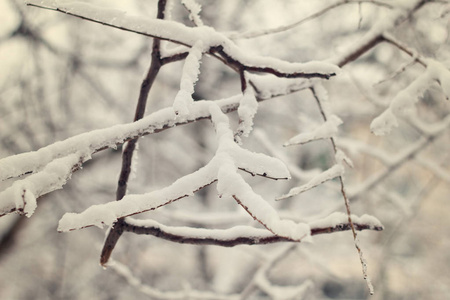 冬天覆盖着雪的树枝