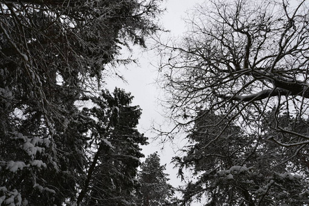 斯洛伐克雪中云杉林