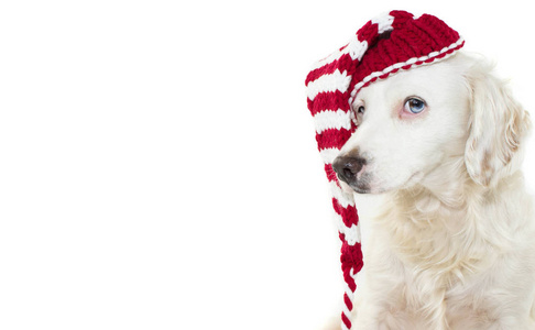 狗圣诞节。 可爱的小狗庆祝节日，戴着一顶条纹红色圣诞帽。 孤立于白色背景下。