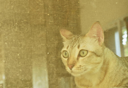 家中窗户上蚊帐后的灰猫图片