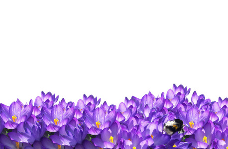 春天番红花紫花