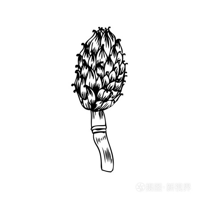 洋蓟手绘矢量素描在白色背景下分离, 图形草本装饰植物, 有机食品配料