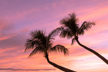 棕榈树在热带毛伊日落中剪影