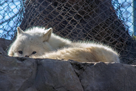 动物园的场景。 白狼在日光浴。