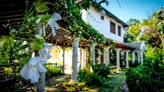 在殖民风格的旧别墅前悬挂的白色兰花